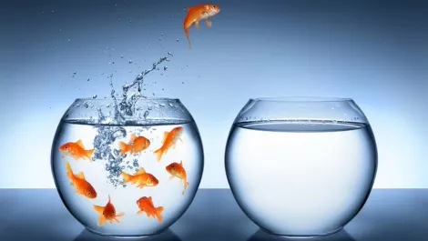 Bigger fish